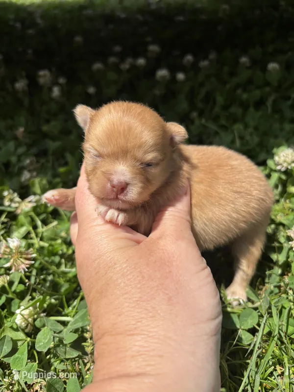 Ckc orange boy , a male Pomeranian for sale in Trion, GA – 1 of 4