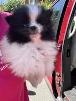 Akc black parti , a female Pomeranian for sale in Trion, GA – 2 of 4