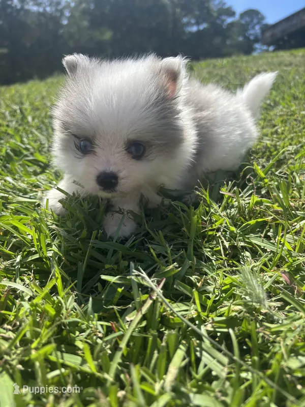Ckc blue eyed Merle – Pomeranian puppy for sale in Trion, GA