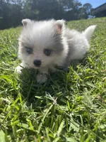 Ckc blue eyed Merle, a male Pomeranian for sale in Trion, GA – 1 of 4