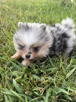 AKC black Merle with tan , a female Pomeranian for sale in Trion, GA – 2 of 6