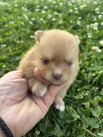 Ckc orange boy , a male Pomeranian for sale in Trion, GA – 4 of 4