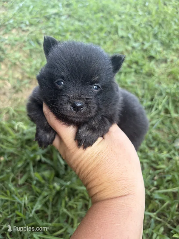 Ckc small black and tan  – Pomeranian puppy for sale in Trion, GA