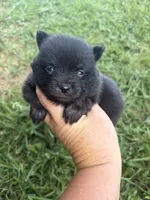 Ckc small black and tan , a male Pomeranian for sale in Trion, GA – 1 of 4