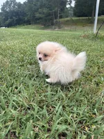 Akc cream , a female Pomeranian for sale in Trion, GA – 3 of 4