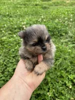 Akc black and tan Merle , a female Pomeranian for sale in Trion, GA – 3 of 4