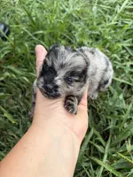 Tiny Ckc blue Merle girl , a female Pomeranian for sale in Trion, GA – 2 of 6