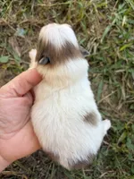 AKC orange sable Parti , a female Pomeranian for sale in Trion, GA – 2 of 4