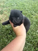 Ckc small black girl raven , a female Pomeranian for sale in Trion, GA – 2 of 4