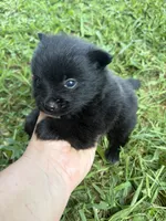 Ckc small solid black male , a male Pomeranian for sale in Trion, GA – 3 of 4