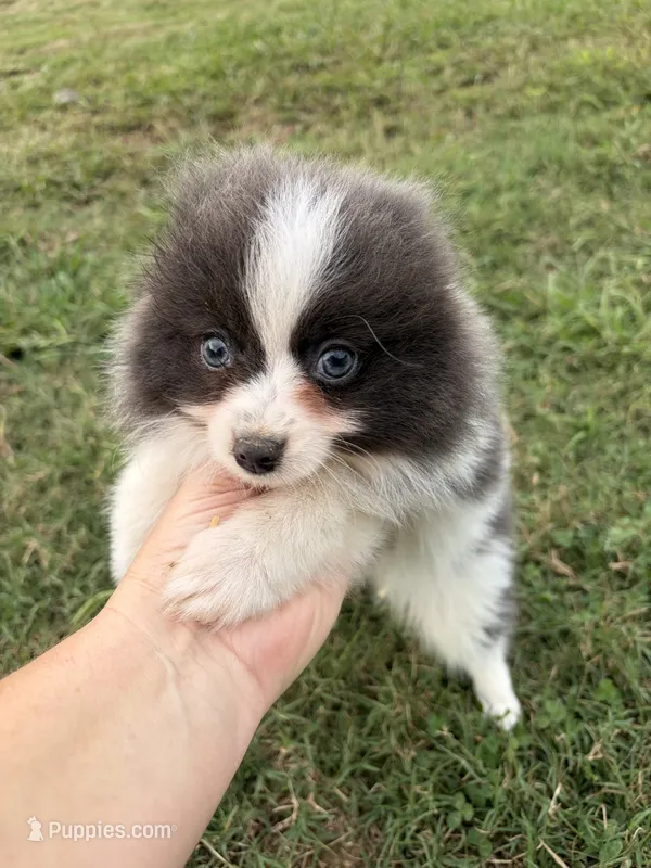 Ckc blue Parti  – Pomeranian puppy for sale in Trion, GA