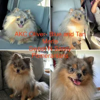 Ckc Merle boy , a female Pomeranian for sale in Trion, GA – 5 of 5