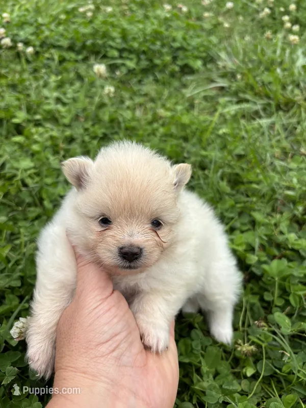 Akc cream  – Pomeranian puppy for sale in Trion, GA