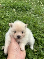 Akc cream , a female Pomeranian for sale in Trion, GA – 1 of 4