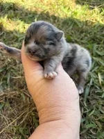 AKC blue Merle and tan , a male Pomeranian for sale in Trion, GA – 4 of 5