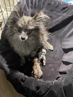 Ckc blue Merle girl , a female Pomeranian for sale in Trion, GA – 5 of 6