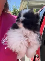 Akc black parti , a female Pomeranian for sale in Trion, GA – 3 of 4