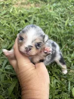 AKC black Merle with tan , a female Pomeranian for sale in Trion, GA – 4 of 6