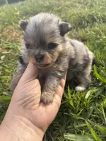 Akc blue Merle and tan , a male Pomeranian for sale in Trion, GA – Photo 3 of 4