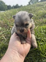 Akc blue Merle and tan , a male Pomeranian for sale in Trion, GA – Photo 2 of 4