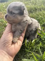 Akc blue Merle and tan , a male Pomeranian for sale in Trion, GA – Photo 4 of 4