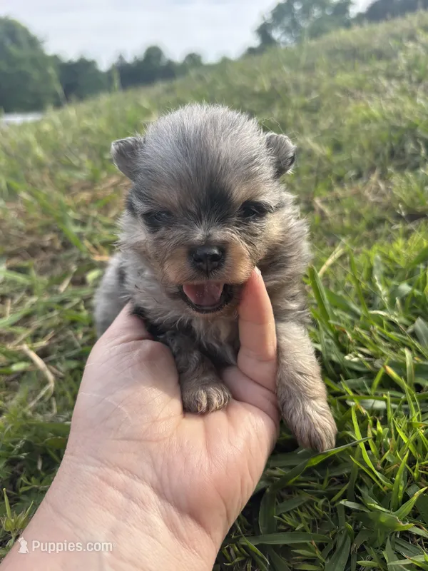 Akc blue Merle and tan  – Pomeranian puppy for sale in Trion, GA