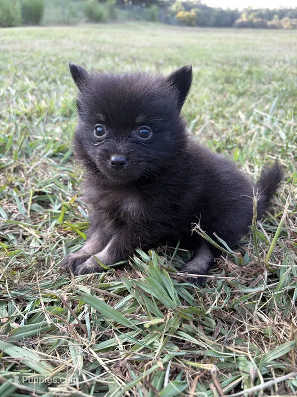 Ckc small black and tan  – Pomeranian puppy for sale in Trion, GA