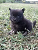 Ckc small black and tan , a male Pomeranian for sale in Trion, GA – 1 of 4