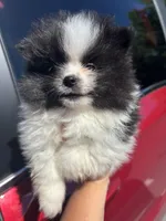 Akc black parti boy, a male Pomeranian for sale in Trion, GA – 3 of 4