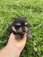 Akc black and tan , a male Pomeranian for sale in Trion, GA – 4 of 4