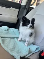 Ckc black parti girl , a female Pomeranian for sale in Trion, GA – Photo 2 of 2