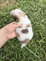 AKC tiny sable Parti , a male Pomeranian for sale in Trion, GA – 3 of 6