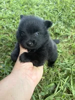 Ckc small solid black male , a male Pomeranian for sale in Trion, GA – 2 of 4