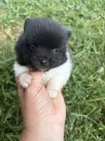Ckc small Parti boy from Raven , a male Pomeranian for sale in Trion, GA – 4 of 4