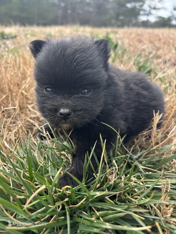 Ckc Black from Wolfie 