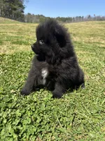 Ckc Black from Wolfie , a male Pomeranian for sale in Trion, GA – Photo 3 of 4