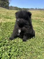 Ckc Black from Wolfie , a male Pomeranian for sale in Trion, GA – Photo 2 of 4