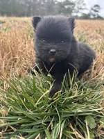 Ckc Black from Wolfie , a male Pomeranian for sale in Trion, GA – Photo 2 of 4