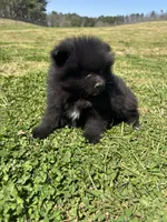 Ckc Black from Wolfie , a male Pomeranian for sale in Trion, GA – Photo 4 of 4