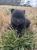 Ckc Black from Wolfie , a male Pomeranian for sale in Trion, GA – Photo 3 of 4