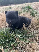 Ckc Black from Wolfie , a male Pomeranian for sale in Trion, GA – Photo 4 of 4