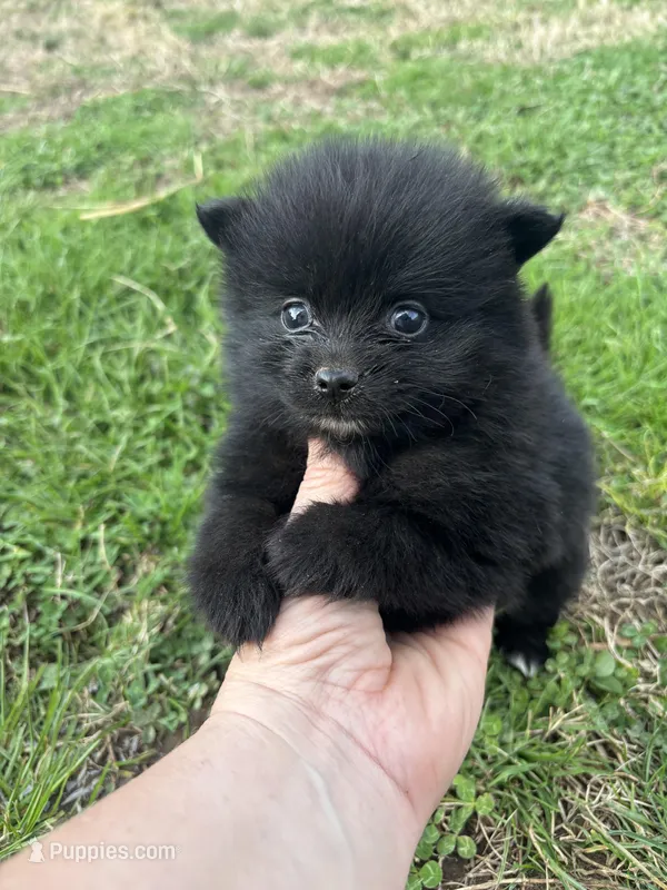 Ckc Black from Wolfie 