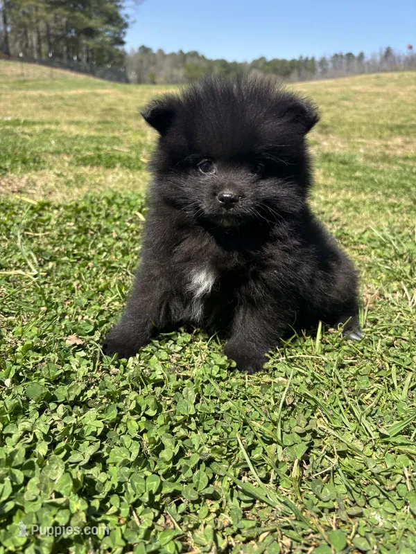 Ckc Black from Wolfie  – Pomeranian puppy for sale in Trion, GA