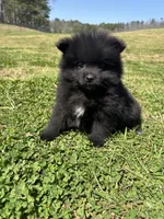 Ckc Black from Wolfie , a male Pomeranian for sale in Trion, GA – Photo 1 of 4