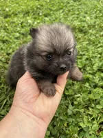 Akc dark orange sable girl , a female Pomeranian for sale in Trion, GA – 3 of 5