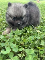 Akc dark orange sable girl , a female Pomeranian for sale in Trion, GA – 2 of 4