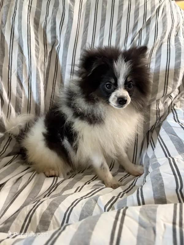 Akc tri parti boy – Pomeranian puppy for sale in Trion, GA