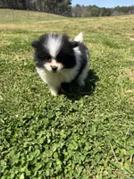 Parti from Wolfie , a male Pomeranian for sale in Trion, GA – Photo 2 of 4