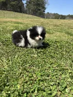 Parti from Wolfie , a male Pomeranian for sale in Trion, GA – Photo 3 of 4