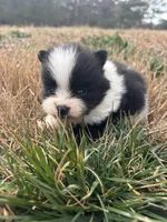 Parti from Wolfie , a male Pomeranian for sale in Trion, GA – Photo 3 of 4